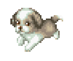 Shih Tzu - Dogz