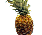Pineapple-Sensei