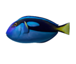 Regal Tang Fish