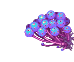 Purplant