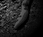 The Worm