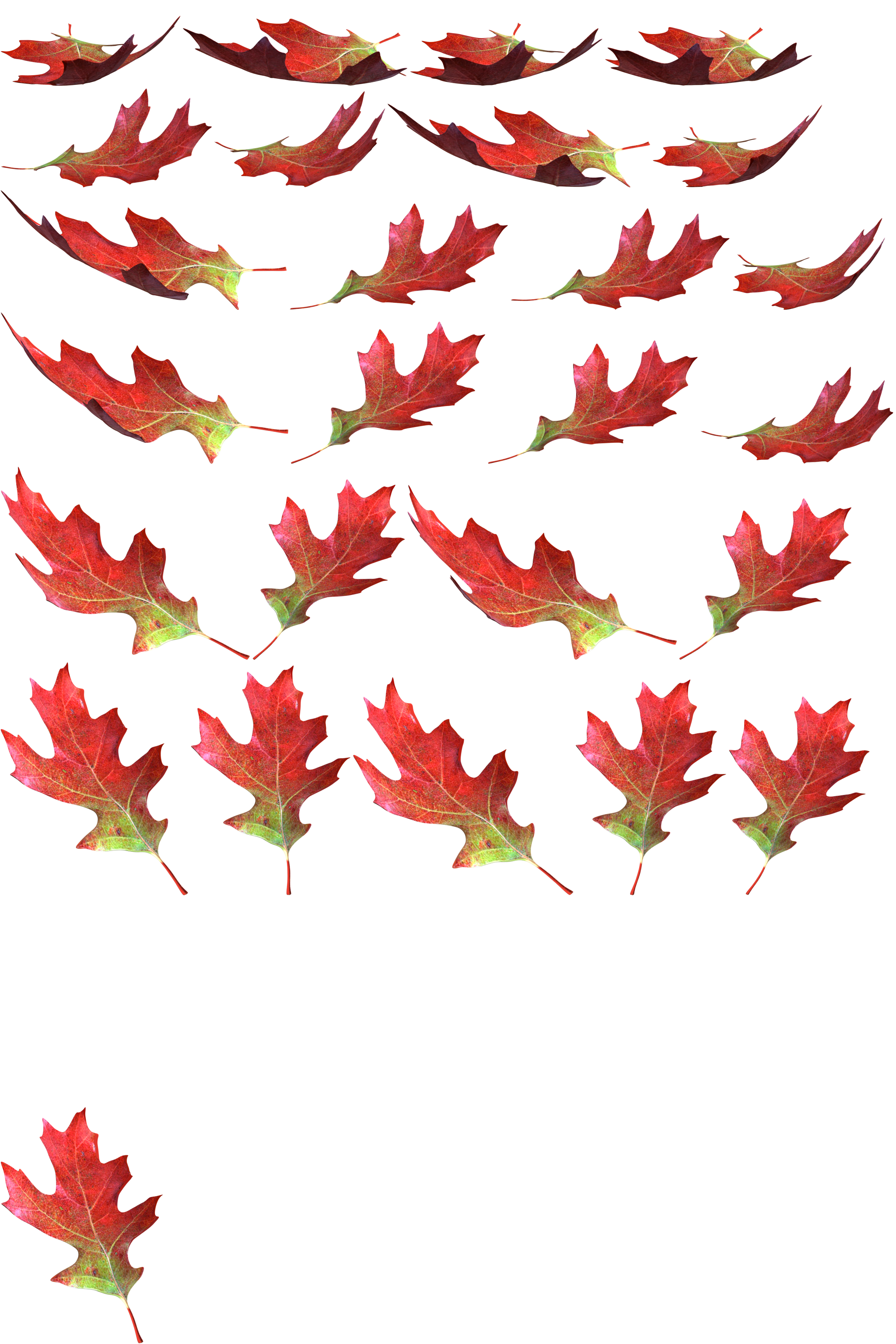 KID PIX 5: The STEAM Edition - Leaf Red