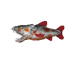 Killer Koi & Wasp - Shadow Warrior