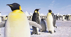 March of the Penguins