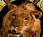 MGM Logo