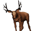 Deer