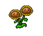 Twin Sunflower