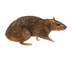 3d rat maze screensaver