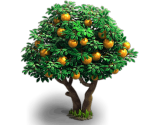 Orange Tree