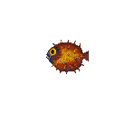 Pufferfish