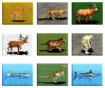 Animal Adoption Icons