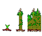 Bamboo Nursery