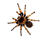 Tarantula