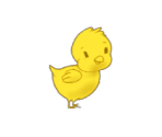 Chick