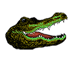 Alligator