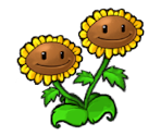 Twin Sunflower