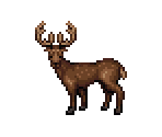 Deer