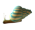 Snail