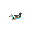 Ducks