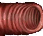 Bronchoscopy