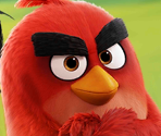 Splash Screen (Angry Birds)