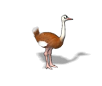 Ostrich