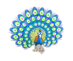 Peacock