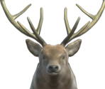 Stag