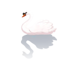 Swan