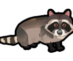 Racoon