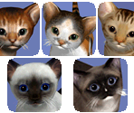 Cat Breeds