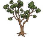 Desert Tree