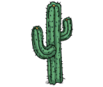 Cactus