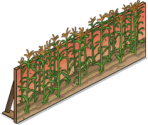 Stage Cornfield