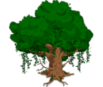 Old Tree Spirit