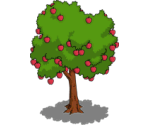 Apple Tree