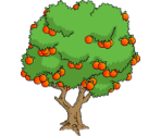 Orange Tree