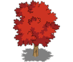 Maple Tree