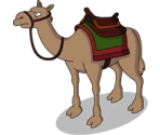 Camel