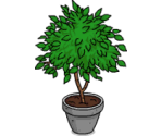 Ficus Plant