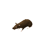 Rat