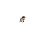 Hamster