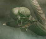 Attack Images