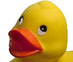 Ducks