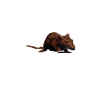 Rat