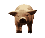 Pig