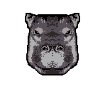 Hippo