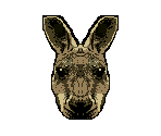 Kangaroo