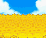 Sunflower Field