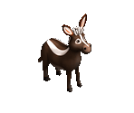 Striped Donkey